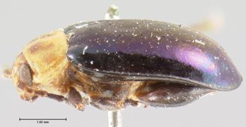 Media type: image; Entomology 18763   Aspect: habitus lateral view